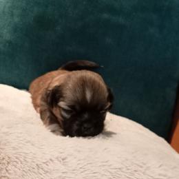 Tina - Brindle female Shih Tzu puppy in Grand Prairie, Texas from R&R Shih-Tzus & Stud Services