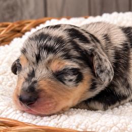 Mrs. Puff - Black and tan female Dachshund puppy in Warm Springs, Arkansas from Seven Hills Arkansas