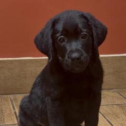 Boy 3 - Black male Labrador Retriever puppy in Chapel Hill, Tennessee from Pure Heaven Labs