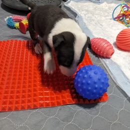 Bull Terrier Puppies from Bulls On Parade