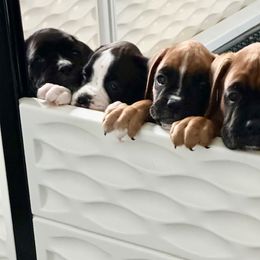 Boy 1 - Fawn male Boxer puppy in Eagle, Idaho from Eagle ID Boxers