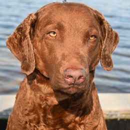 Maci - Chesapeake Bay Retriever