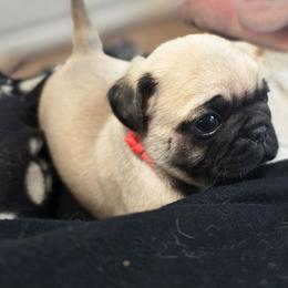 Gold - Fawn male Pug puppy in Rutherfordton, North Carolina from Sweetie Pie Pugs