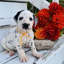 Gold collar - White and black male Dalmatian puppy in Westhoff, Texas from Smart Dalmatians