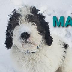 Saint Berdoodles from Britcher Breeders