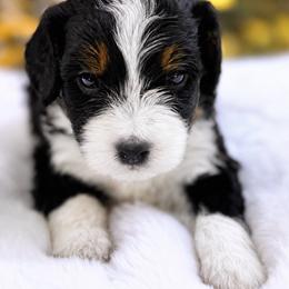 Ivy - Tri-color female Bernedoodle puppy in Vacaville, California from Starlight Goldendoodles