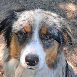Annie - Australian Shepherd