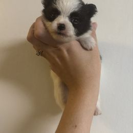 Girl 3 - Black parti female Pomeranian puppy in Jackson, Tennessee from Little House Pomeranians