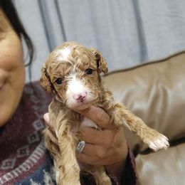 Holly - Apricot female Goldendoodle puppy in Milwaukwe, Wisconsin from Wisconsin Doodles