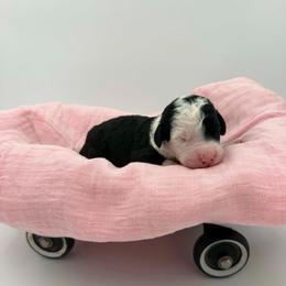Sally - Black and white female Sheepadoodle puppy in Willacoochee, Georgia from Kitandkboodle's Doodles