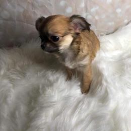 Chihuahua Puppies from Wild Prairie Chihuahuas