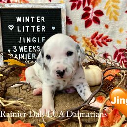 Girl 4 - White and black female Dalmatian puppy in Joshua, Texas from Rainier DALS LUA Dalmatians