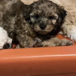 Havanese and Havapoo Puppies from Havanese With Love Breeding Co.