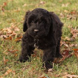 Riley - Black male Whoodle puppy in West Bend, Iowa from Blue Skies Terriers