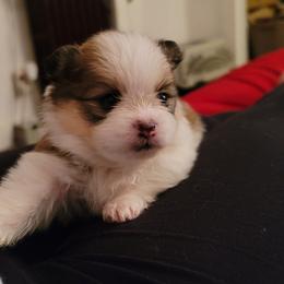 Pomeranian Puppies from Argetsinger Poms