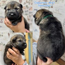 Cappuccino - Green boy - Sable male German Shepherd puppy in Oakley, California from Von Guadachi German Shepherds & Audacity Border Collies