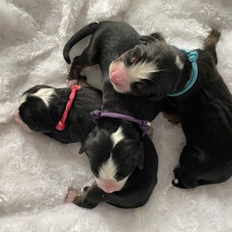 Bernese Mountain Dog Puppies from Willow Tree Berners