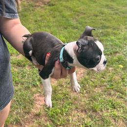 Russ - Black brindle and white male Boston Terrier puppy in Conyers, Georgia from Dixe Hill Dogs