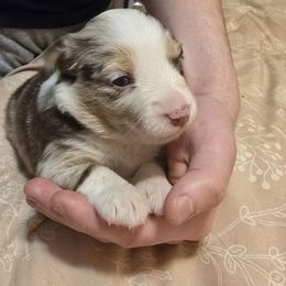 Hand - Red merle female Miniature American Shepherd puppy in Vancouver, Washington from BonDrew's Miniature American Shepherds