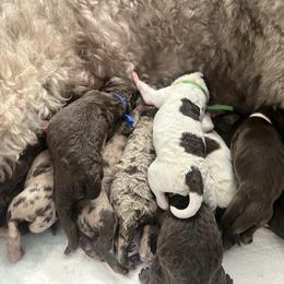 Honor - Merle female Goldendoodle puppy in Holly Springs, Georgia from Libby Lou’s Goldendoodles