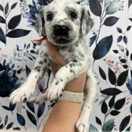 Poalroid- Long Coat - White and black male Dalmatian puppy in Gray, Georgia from Fuller Spots
