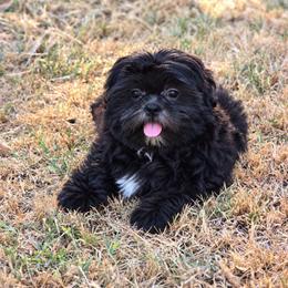 Cane - Black and white male Shih Tzu puppy in Mountain Grove, Missouri from Precious Puppies