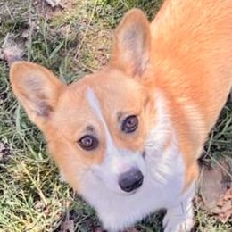Calie  - Pembroke Welsh Corgi