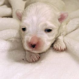 Maltese Puppies from Babes Babies