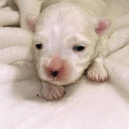 Maltese Puppies from Babes Babies