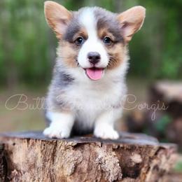 Toto - Blue merle and white male American Corgi puppy in Cameron, North Carolina from Butts Family Corgis