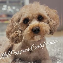 Teddy - Poodle