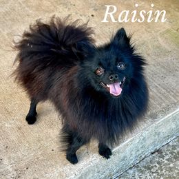 Raisin - Pomeranian