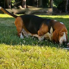 Cooper - Basset Hound