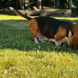 Cooper - Basset Hound