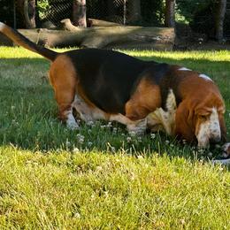 Cooper - Basset Hound