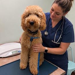 Snoop - Red  male Goldendoodle puppy in Cordova, Tennessee from TrueLine kennels