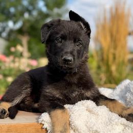 Stephan, dark blue - Blue male German Shepherd puppy in Highland, Utah from Angel Pups Deluxe