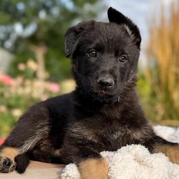 Stephan, dark blue - Blue male German Shepherd puppy in Highland, Utah from Angel Pups Deluxe