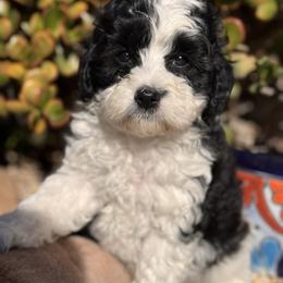 Panda - Black and white male Cavapoo puppy in California from Tinkerpups