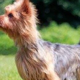 Australian Terriers from Braedeen
