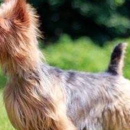 Australian Terriers from Braedeen