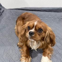 Joey - Cavalier King Charles Spaniel