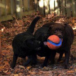Labrador Retriever All Grown Up from EverOak Labradors