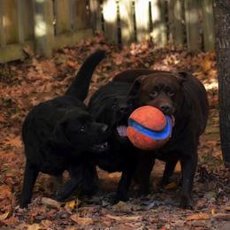 Labrador Retriever All Grown Up from EverOak Labradors