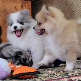 Pomeranian Puppies from Pawsome Poms