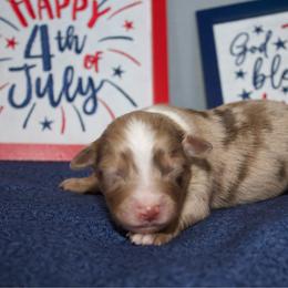 Yankee - Red merle male Miniature Australian Shepherd puppy in Kissee Mills, Missouri from Clinkenbeard Kennel