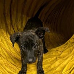 Nyx - Black brindle female Dutch Shepherd puppy in Sierra Vista, Arizona from KnightWatch K-9