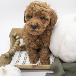 Assorted Doodle Crosses, Bernedoodle, Double Doodle, Goldendoodle, Labradoodle, and Whoodle Puppies from Our Little Farm Life Doodles