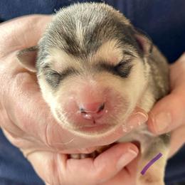 Girl 2 - female Alaskan Malamute puppy in Palmyra, Michigan from Illusion Kennel