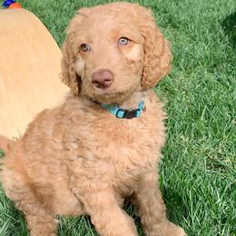 Goldendoodle Puppies from Lundee Doodles